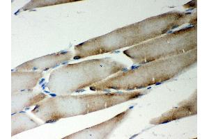 Anti- LYRIC Picoband antibody,IHC(P) IHC(P): Rat Skeletal Muscle Tissue