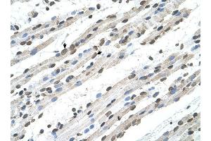 RCE1 antibody was used for immunohistochemistry at a concentration of 4-8 ug/ml to stain Skeletal muscle cells (arrows) in Human Muscle. (RCE1/FACE2 anticorps)