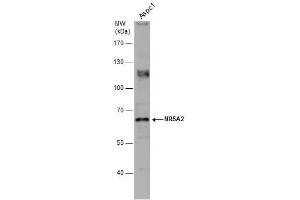 WB Image Whole cell extract (30 μg) was separated by 7. (NR5A2 + LRH1 anticorps)