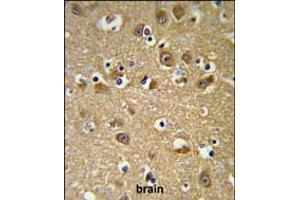 YIPF5 Antibody IHC analysis in formalin fixed and paraffin embedded brain tissue followed by peroxidase conjugation of the secondary antibody and DAB staining. (YIPF5 anticorps  (N-Term))