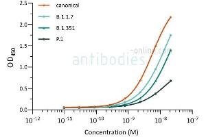 Direct ELISA of SARS-CoV-2 variant proteins with anti-SARS-CoV-2 Spike S1 antibody ABIN6952968. (SARS-CoV-2 Spike anticorps  (RBD))