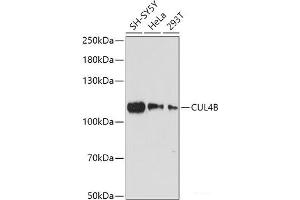 Western blot analysis of extracts of various cell lines using CUL4B Polyclonal Antibody at dilution of 1:1000. (Cullin 4B anticorps)