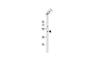 Anti-X2 Antibody (Center) at 1:1000 dilution + MCF-7 whole cell lysate Lysates/proteins at 20 μg per lane. (PAX2A anticorps  (AA 187-216))