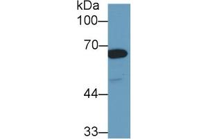 Detection of HSPA1L in Human Hela cell lysate using Polyclonal Antibody to Heat Shock 70 kDa Protein 1 Like Protein (HSPA1L) (HSPA1L anticorps  (AA 1-641))