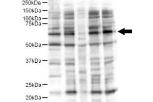 Image no. 2 for anti-Ajuba LIM Protein (AJUBA) (AA 224-239) antibody (ABIN401292) (AJUBA anticorps  (AA 224-239))
