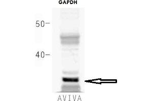 How many ug's of tissue/cell lysate run on the gel: 20 ugWhat species+tissue/cell type run on the gel: HEK293 Primary Antibody dilution: 1 to 1000Secondary Antibody: IRD800CW (anti-rabbit) (LICOR) Secondary Antibody Dilution: 1 to 20000 (GAPDH anticorps  (Middle Region))
