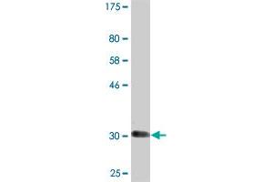 Western Blot detection against Immunogen (32.