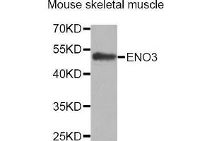 Western Blotting (WB) image for anti-Enolase 3 (Beta, Muscle) (ENO3) (AA 1-190) antibody (ABIN1679718) (ENO3 anticorps  (AA 1-190))