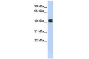 Image no. 1 for anti-Calcium Channel, Voltage-Dependent, beta 3 Subunit (CACNB3) (N-Term) antibody (ABIN6740406) (CACNB3 anticorps  (N-Term))