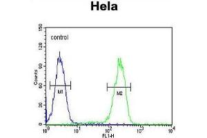 UBA52 Antibody (C-Term) flow cytometric analysis of Hela cells (right histogram) compared to a negative control cell (left histogram). (UBA52 anticorps  (C-Term))