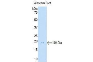 Western Blotting (WB) image for anti-Profilin 1 (PFN1) (AA 1-139) antibody (ABIN1860194) (PFN1 anticorps  (AA 1-139))