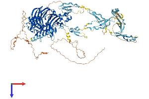 AlphaFold protein structure predicition of Human Recombinant SEMA5B Protein, UniprotID Q9P283