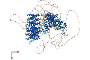 AlphaFold protein structure predicition of Mouse Recombinant Clasp1 Protein, UniprotID Q80TV8