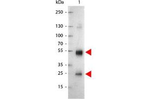 Image no. 1 for Goat anti-Rat IgG (Whole Molecule) antibody (Alkaline Phosphatase (AP)) (ABIN300955) (Chèvre anti-Rat IgG (Whole Molecule) Anticorps (Alkaline Phosphatase (AP)))