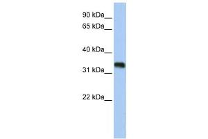 Western Blotting (WB) image for anti-Glycine-N-Acyltransferase-Like 3 (GLYATL3) antibody (ABIN2459273) (GLYATL3 anticorps)