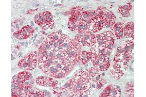 Anti-GLA / Alpha Galactosidase antibody IHC staining of human adrenal. (GLA anticorps  (FITC))