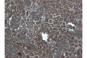 (ABIN184756) (5 μg/mL) staining of paraffin embedded Human Kidney.