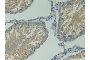 IHC-P analysis of Rat Testis Tissue, with DAB staining.