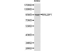 Western blot analysis of K562 cell lysate using RALBP1 antibody. (RALBP1 anticorps  (AA 396-655))