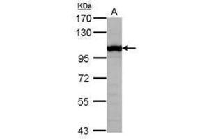 Image no. 2 for anti-General Transcription Factor IIIC, Polypeptide 4 (GTF3C4) (AA 73-334) antibody (ABIN1498564) (GTF3C4 anticorps  (AA 73-334))
