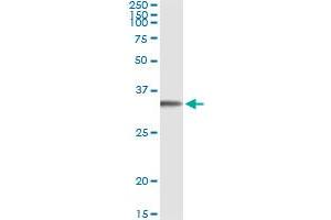 Immunoprecipitation of FGL1 transfected lysate using anti-FGL1 monoclonal antibody and Protein A Magnetic Bead , and immunoblotted with FGL1 MaxPab rabbit polyclonal antibody.