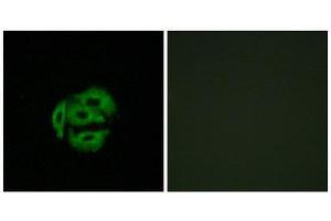 Immunofluorescence (IF) image for anti-Cytochrome P450, Family 39, Subfamily A, Polypeptide 1 (CYP39A1) (C-Term) antibody (ABIN1850366)