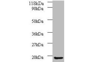 Western blot All lanes: AP1S3 antibody at 2 μg/mL + A549 whole cell lysate Secondary Goat polyclonal to rabbit IgG at 1/10000 dilution Predicted band size: 19, 20, 13 kDa Observed band size: 19 kDa (AP1S3 anticorps  (AA 1-104))