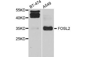 Western blot analysis of extracts of various cell lines, using FOSL2 antibody.