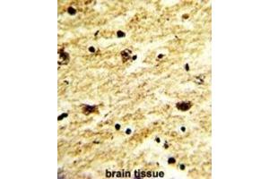 Immunohistochemistry (IHC) image for anti-Exosome Component 8 (EXOSC8) antibody (ABIN3001629)