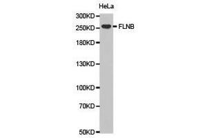 Western Blotting (WB) image for anti-Filamin B, beta (FLNB) antibody (ABIN1872702) (FLNB anticorps)