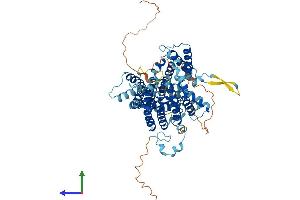 AlphaFold protein structure predicition of Human Recombinant SLC23A2 Protein, UniprotID Q9UGH3
