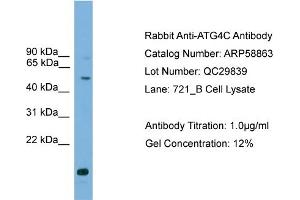 WB Suggested Anti-ATG4C  Antibody Titration: 0. (ATG4C anticorps  (Middle Region))