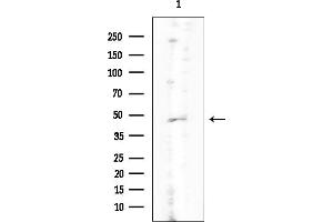 Western blot analysis of lysates from Mouse testis, using KCNAB3 Mouse Monoclonal Antibody at 1/1000 dilution.