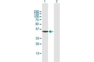 Western Blot analysis of PPP2CB expression in transfected 293T cell line by PPP2CB MaxPab polyclonal antibody.