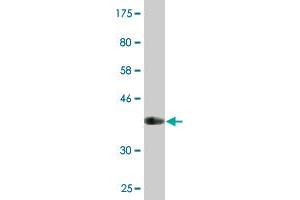 Western Blot detection against Immunogen (36.