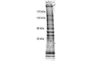 Western Blotting (WB) image for HeLa Cell Nuclear Extract (Doxorubicin Stimulated) (ABIN964039)