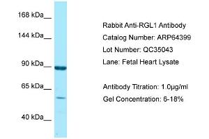 Western Blotting (WB) image for anti-Ral Guanine Nucleotide Dissociation Stimulator-Like 1 (RGL1) (C-Term) antibody (ABIN2789828) (RGL1 anticorps  (C-Term))