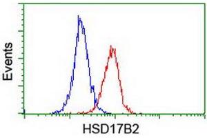 Image no. 2 for anti-Hydroxysteroid (17-Beta) Dehydrogenase 2 (HSD17B2) antibody (ABIN1498726) (HSD17B2 anticorps)
