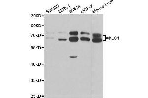 Western blot analysis of extracts of various cell lines, using KLC1 antibody. (KLC1 anticorps  (AA 261-560))