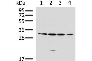 Western blot analysis of 293T A549 Jurkat 231 cell lysates using RCHY1 Polyclonal Antibody at dilution of 1:650 (RCHY1 anticorps)