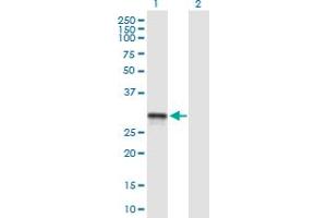 Western Blot analysis of SCO2 expression in transfected 293T cell line by SCO2 MaxPab polyclonal antibody. (SCO2 anticorps  (AA 1-266))