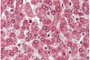Anti-CXADR antibody  ABIN960760 IHC staining of human liver.