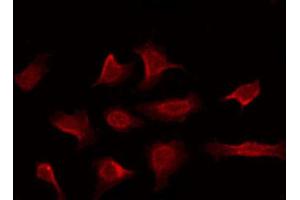 ABIN6269296 staining NIH-3T3 by IF/ICC. (14-3-3 zeta anticorps  (C-Term))