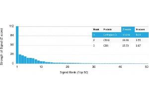 Analysis of Protein Array containing more than 19,000 full-length human proteins using Cathepsin D Mouse Monoclonal Antibody (CTSD/2781) Z- and S- Score: The Z-score represents the strength of a signal that a monoclonal antibody (Monoclonal Antibody) (in combination with a fluorescently-tagged anti-IgG secondary antibody) produces when binding to a particular protein on the HuProtTM array.