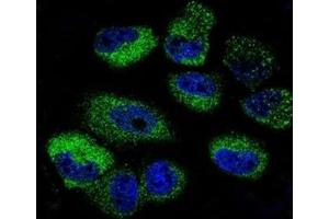 Confocal immunofluorescent analysis of IL-13 antibody with NCI-H460 cells followed by Alexa Fluor 488-conjugated goat anti-rabbit lgG (green).