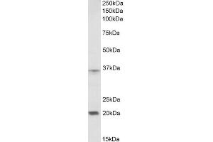 ABIN570859 (2µg/ml) staining of Moue Spleen lysate (35µg protein in RIPA buffer). (HOXA9 anticorps  (AA 49-60))