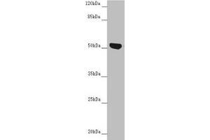 Western blot All lanes: NUF2 antibody at 5. (NUF2 anticorps  (AA 165-464))