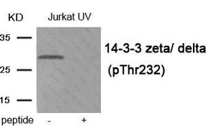 Western blot analysis of extracts from Jurkat cells treated with UV using Phospho-14-3-3 zeta/ delta (Thr232) antibody. (14-3-3 zeta anticorps  (pThr232))