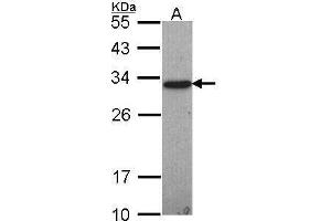 WB Image Sample (30 ug of whole cell lysate) A: Hep G2 , 12% SDS PAGE antibody diluted at 1:1000