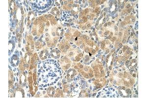NR2F2 antibody was used for immunohistochemistry at a concentration of 4-8 ug/ml to stain Epithelial cells of renal tubule (arrows) in Human Kidney. (NR2F2 anticorps  (N-Term))